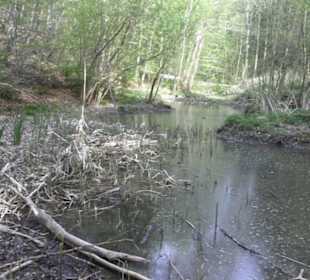 Barfußpfad Firstwald