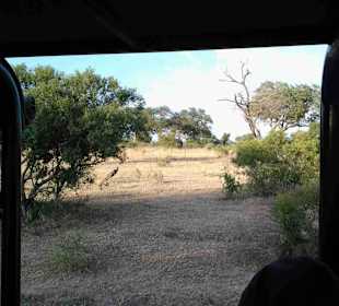 Krüger Nationalpark