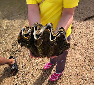 10 Jahre alte Muschel