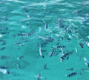 Kleine Fische füttern beim Schnorcheln