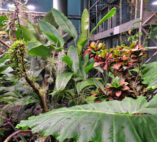 Im Tropenhaus des Schokoladenmuseums