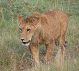 Junger Löwe auf der Jagd