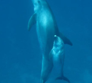 Delfine in der Bucht, leider nur sehr früh morgens