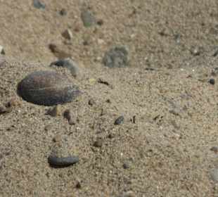 Strand von Diedrichshagen