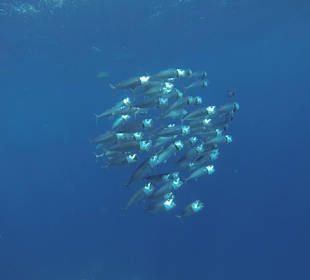 Schwarm Großmaulmakrele