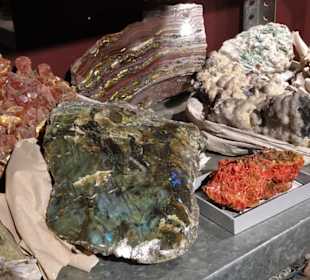 Blick in die Sammlung des Naturkundemuseums