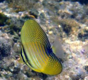 Falterfisch am Riff des Three Corners Fayrouz Plaza Beach Re