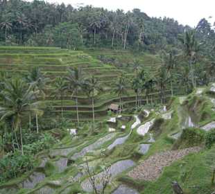 Reisfelder
