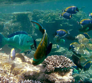 Papageienfische