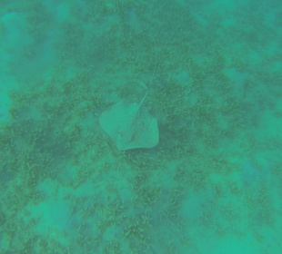 Blaupunkt-Stechrochen 