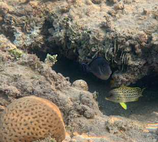 Schnorcheln Hurghada