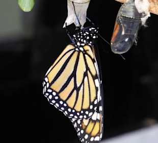 Schmetterlingspark von Benalmádena Mariposario 