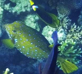Unterwasserfoto im Hoteleigenem Hausriff