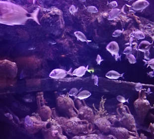 Aquarium Antalya
