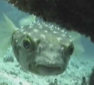 Igelfisch 