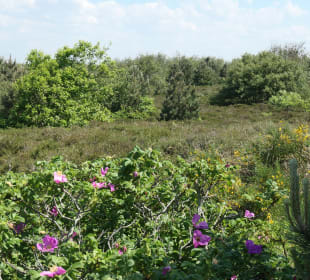 Bei der Duhner Heide