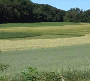 Waldameisen-LehrPfad