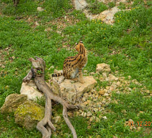 Gepard sucht satte Touristen