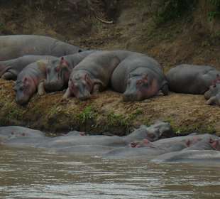 Hippos - Maasai Mara