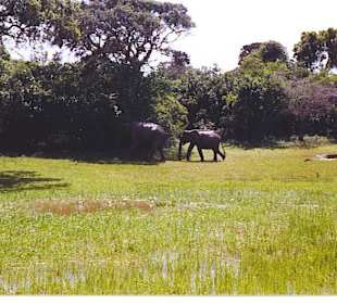 Gefährlicher Elefant