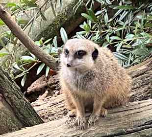 Erdmännchen