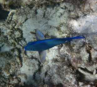 Bunte Fische