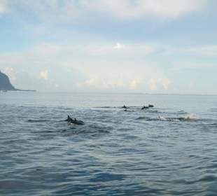 Fertig machen zum Schnorcheln bitte