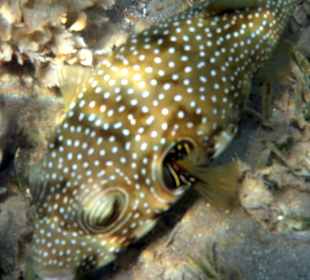 Schnorcheln Marsa Alam