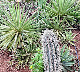 Botanischer Garten Viveiro