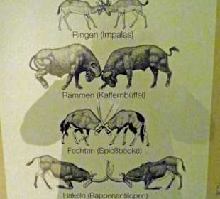 Wie kämpfen die Tiere ?