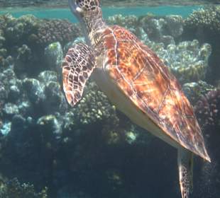 Schildkröte am Hausriff