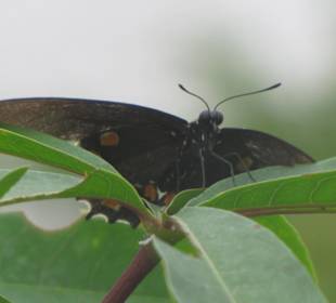 Im Schmetterlingshaus