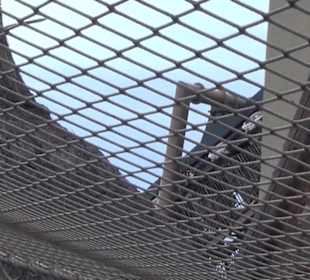 Deep in Africa - Black Mamba