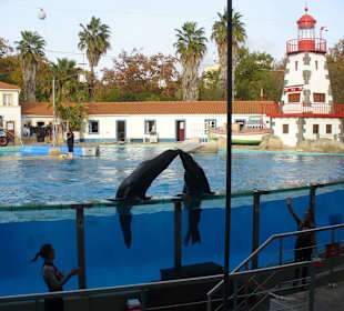 Delfinarium - Delphinshow