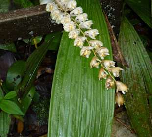 Blühende Pflanzen im Regenwald