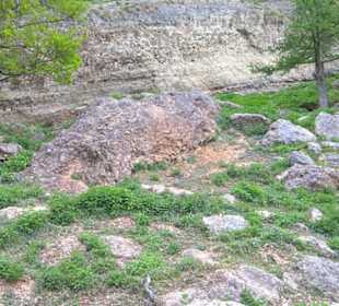 Eurasienbereich - Gämse