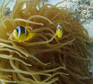 Rotmeer Nemo Amphiprion bicinctus