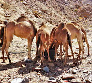 Wadi Abenteuer Safari Marsa Alam Ausfluege