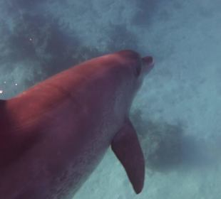 Einmalie Erlebnisse mit Mo´s Delfinen