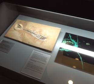 Jura-Museum