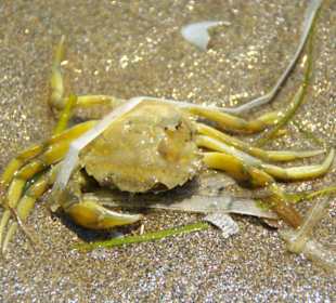 Strand von Bibione 06-2010