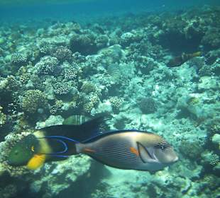 Griesgram hasst Badeschuhe und Eindringlinge