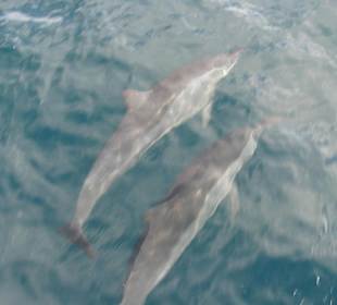 Katamaranausflug Inseln des Nordens