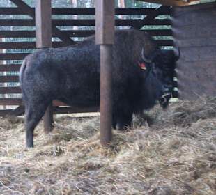 Bisons pur und nicht ausgestopft!