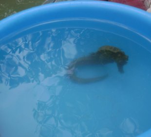 I cavalli marini di mangue seco