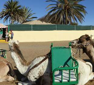 Der ganze Treck von Dromedaren