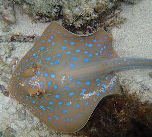 Hausriff Prince John Dive Resort 