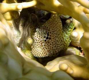 Leoparden-Kammzähner