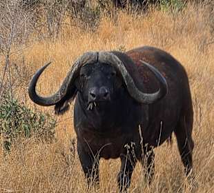 Tiere im Nationalpark 