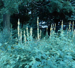 Unterwegs im südlichen Teil von Planten un Blomen